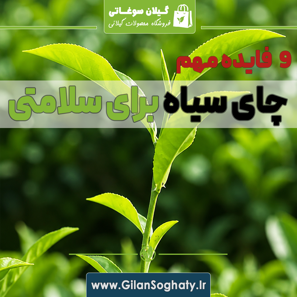 ۹ فایده مهم چای سیاه برای سلامتی هر آنچه باید درباره خواص چای سیاه بدانید gilansoghaty گیلان سوغاتی فروشگاه چای شمای چای لاهیجان چایی ایرانی